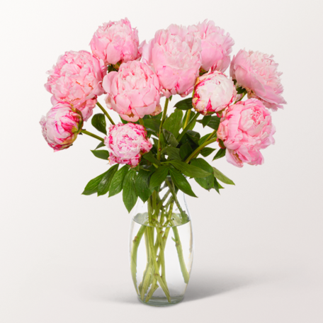 Rosa Pfingstrosen im Bund