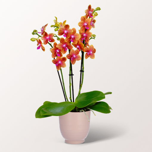 Orange Orchid in a ceramic pot Orange Orchid in a ceramic pot